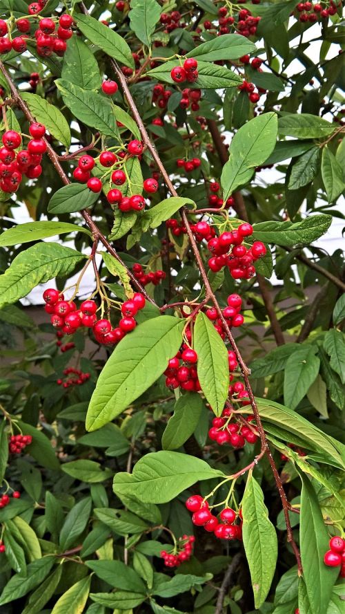 plant cotoneaster willow-leaved cotoneaster