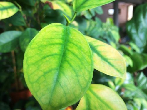 plant flower foliage