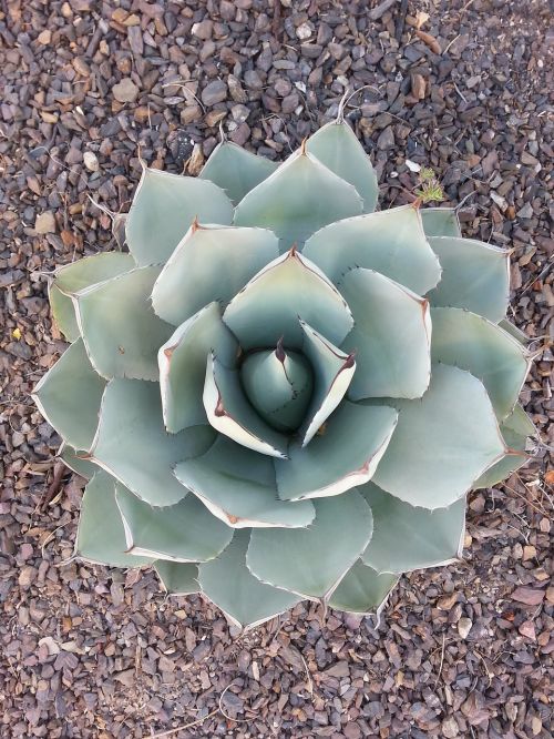 plant desert plant landscape