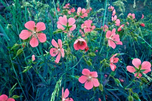 plant flower geranium sanguineum