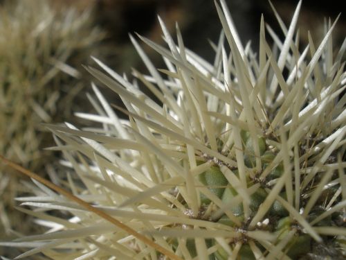 plant cactus cholla