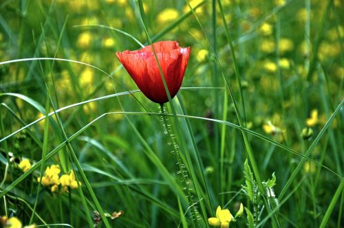 plant flower poppy