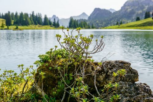 plant lake mountain