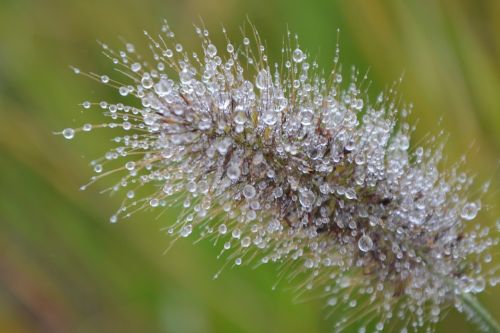 plant au gratin nature