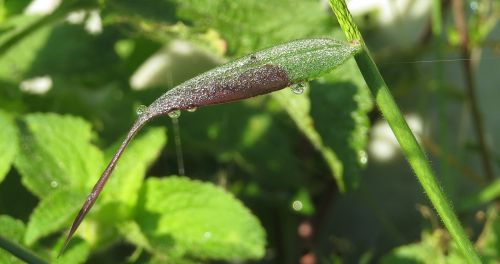 plant leaf spray