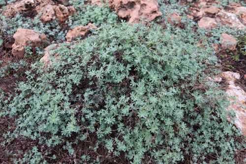 plant ground cover mediterranean