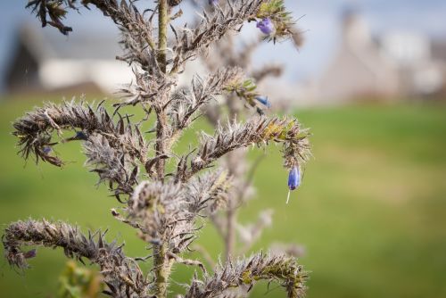 plant flower nature