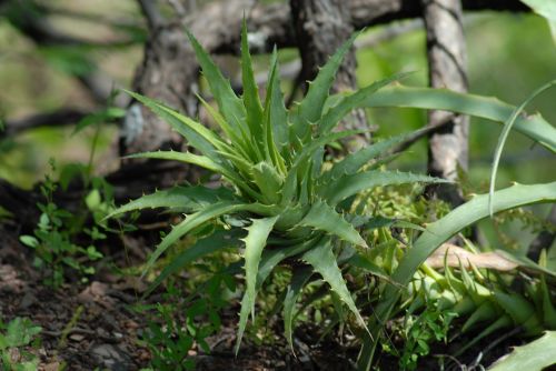 plant nature garden