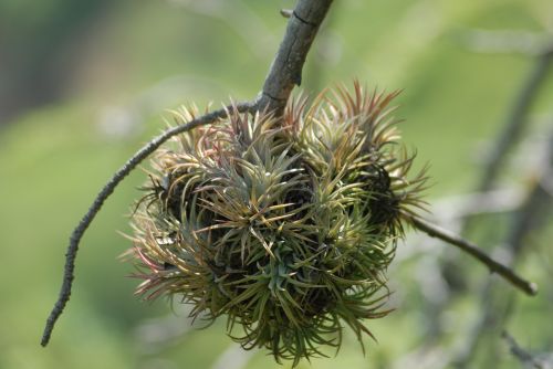 plant nature garden