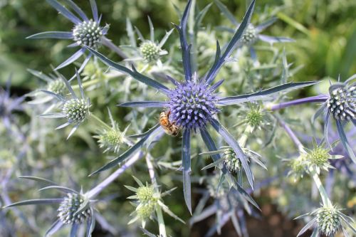 plant blue bee