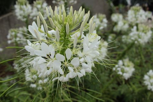 plant flower white