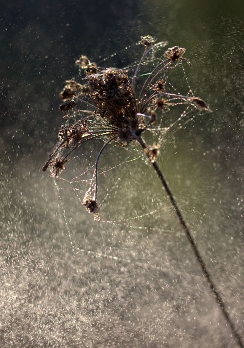 plant dry spider web
