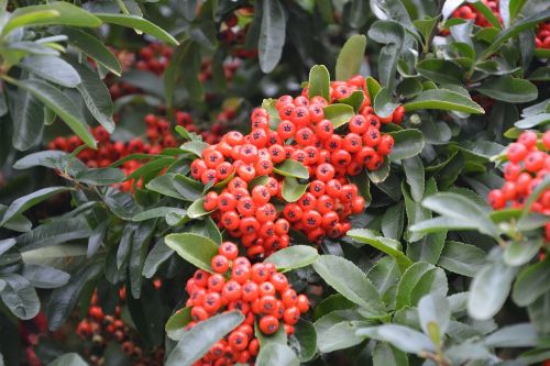 plant red balls green foliage