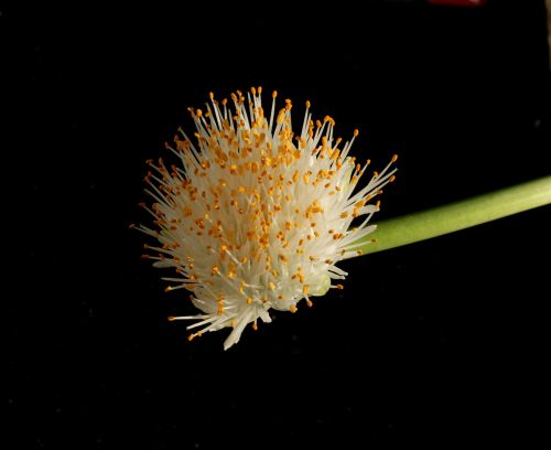 plant flower haemanthus