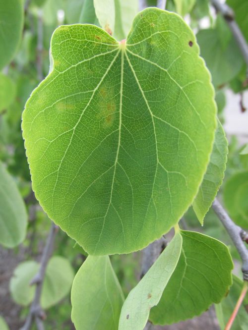 plant leaf green