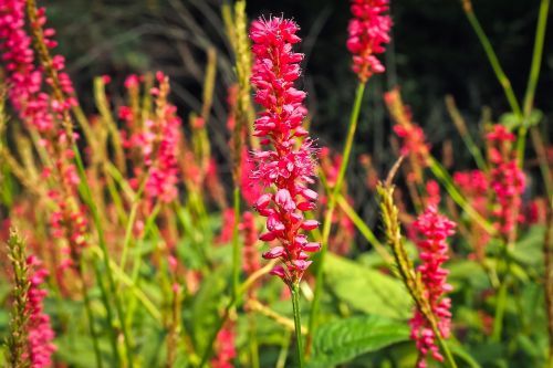 plant nature flower