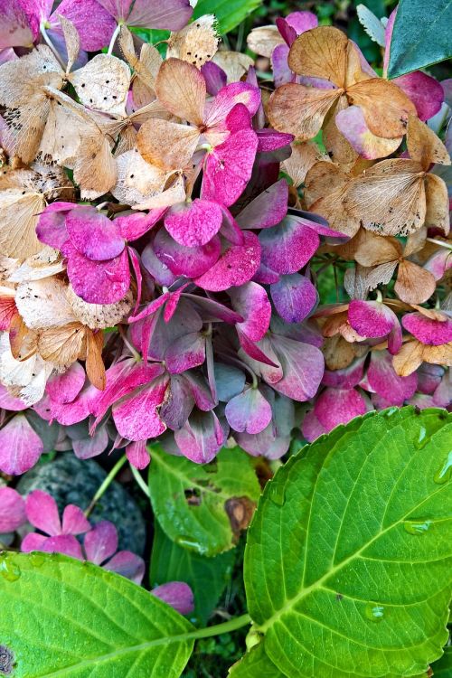 plant hydrangea blossom