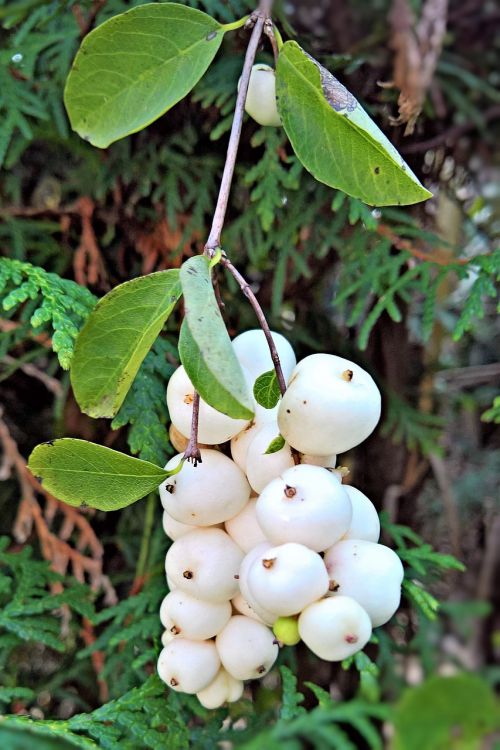 plant snow berry bush