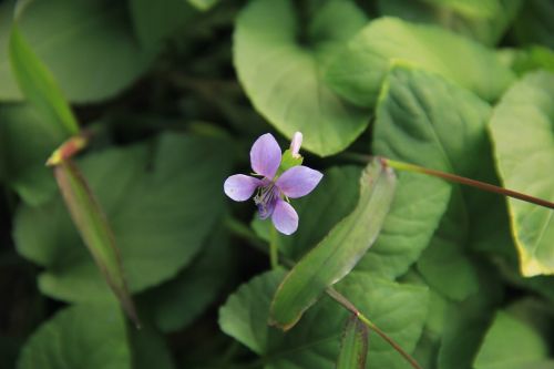 plant purple flowers