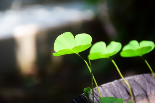 plant wood decor green