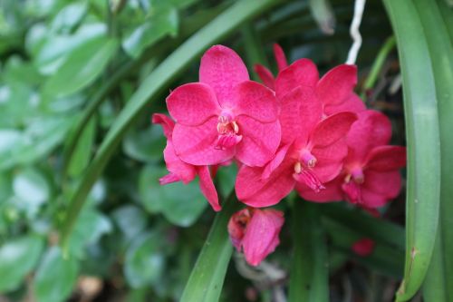 plant ornamental kind of wood