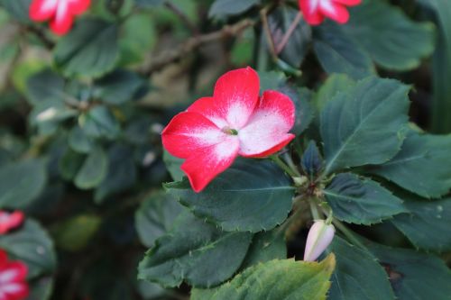 plant ornamental kind of wood