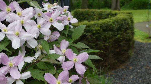 plant clematis climber