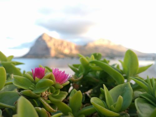 plant water flowers