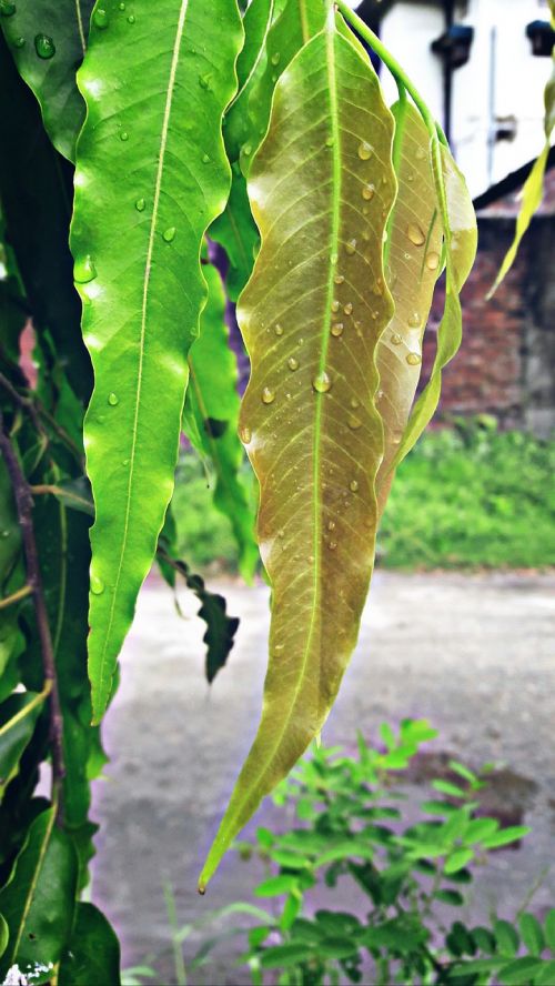 plant leaf tree