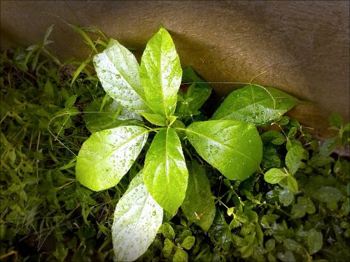 plant drops plant leaves water