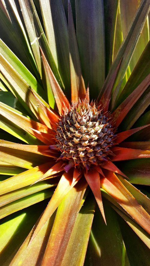 plant flower pineapple