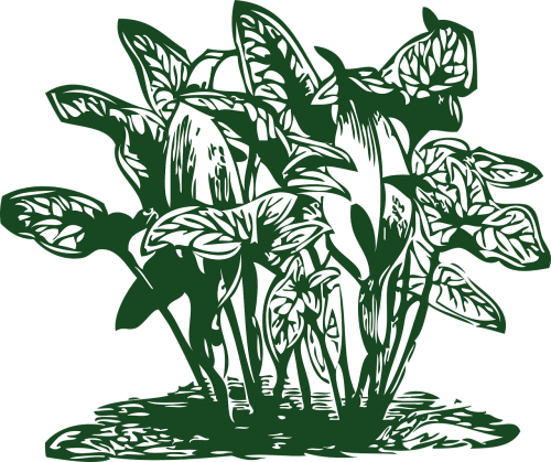 plant tropical leaf