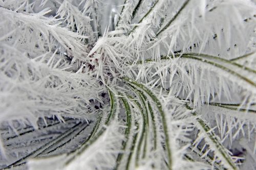 plant ice winter