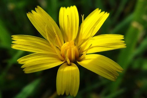 plant macro yellow wildflower