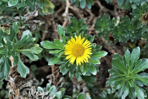 plant nature flower