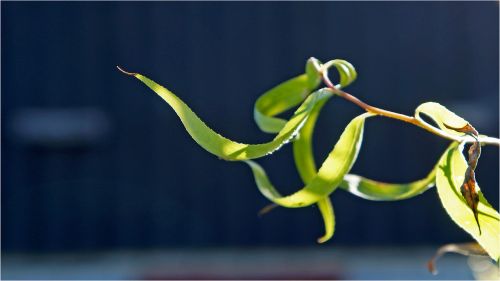 plant background nature