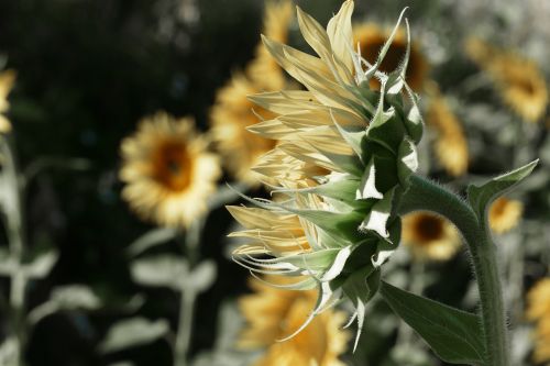 plant nature flower