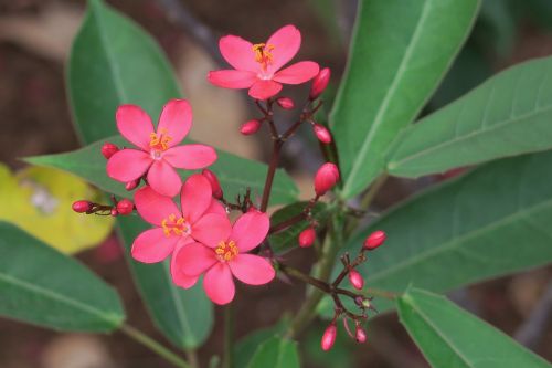 plant nature flower