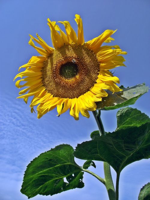 plant nature flower