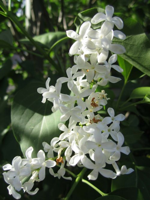 plant jasmin flowers