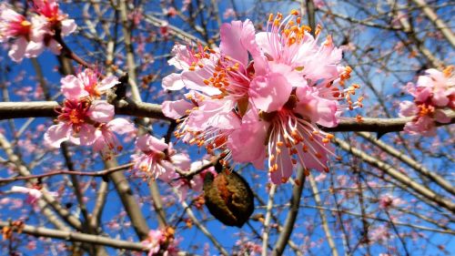 plant tree almond tree