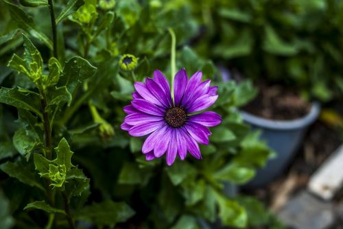 plant nature flower