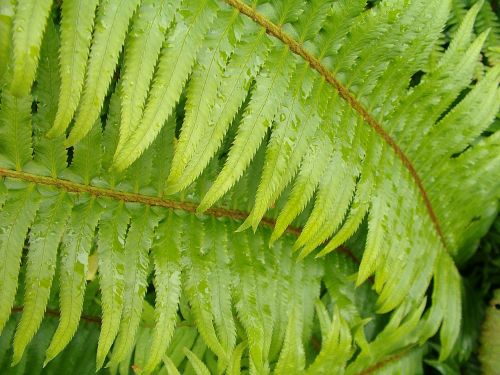 plant leaf nature