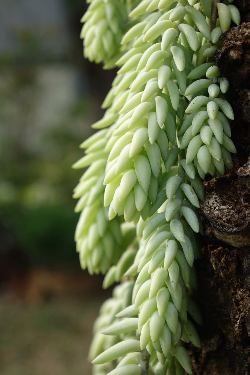 plant nature jade