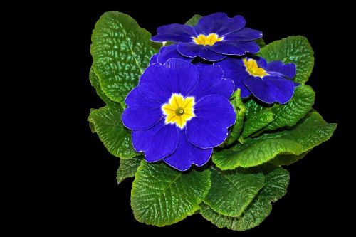 plant primrose blue