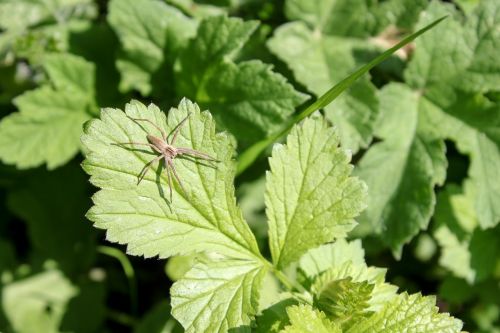 plant nature leaf