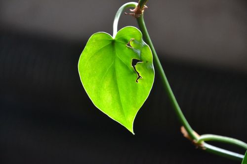 plant plants leaf