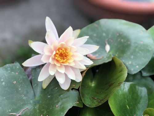 plant flower foliage