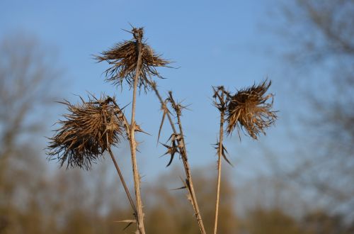 plant thistle nature