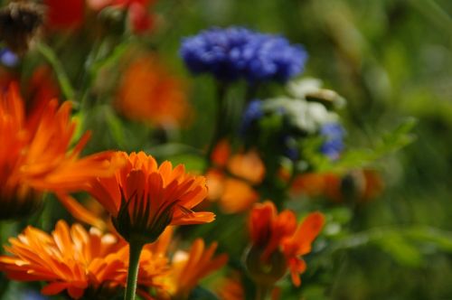 plant nature garden